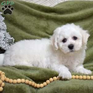 Toby, Bichon Frise Puppy